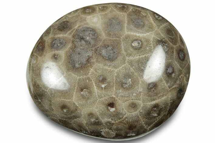 Polished Petoskey Stone (Fossil Coral) - Michigan #322979